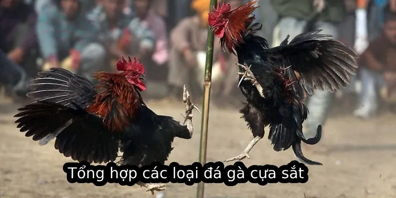 Tổng hợp các loại đá gà cựa sắt