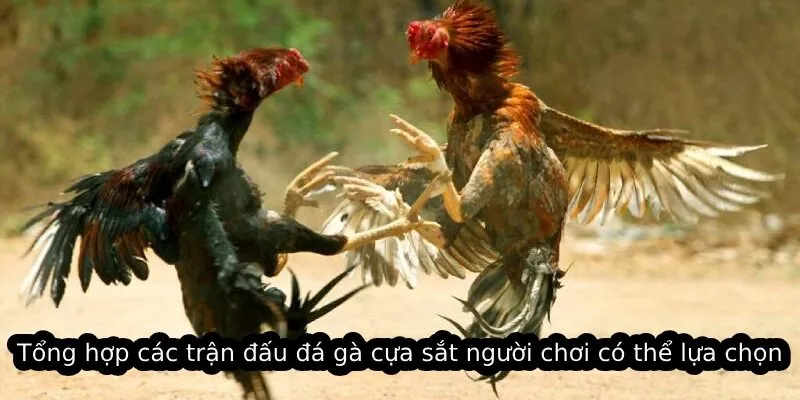 Tổng hợp các trận đấu đá gà cựa sắt người chơi có thể lựa chọn